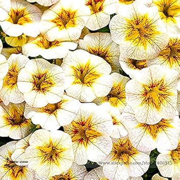 White Yellow Frostfire Flower seeds for Planting - Hardy Variety, Heirloom & GMO Free Seeds for Home Garden
Sale for planting in home garden.