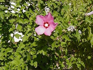 Pink Sharon Flower seeds for Planting - Colorful Display, Heirloom & GMO Free Seeds for Home Garden
Sale for planting in home garden