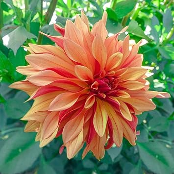 Dahlia Cancan Flower seeds for Planting - Premium Quality, Heirloom & GMO Free Seeds for Home Garden
Sale seeds for planting in home garden