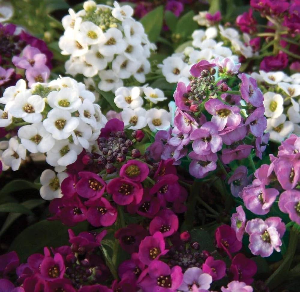 Sweet Alyssum Flower Seeds