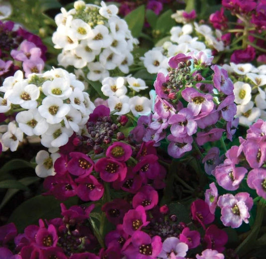 Sweet Alyssum Flower Seeds for Planting – Heirloom, Non-GMO, Easy to Grow, Annual