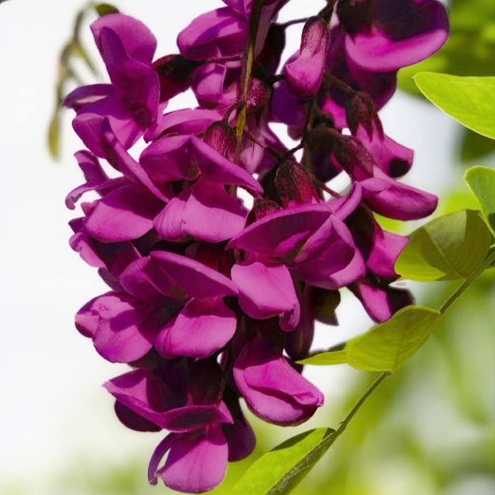 Black Dragon Wisteria Flower Seeds