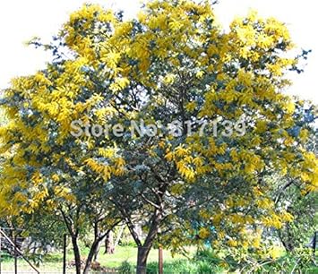 Yellow Wattle Flower seeds for Planting - Fragrant Blossoms, Heirloom & GMO Free Seeds for Home Garden
Sale for planting in home garden