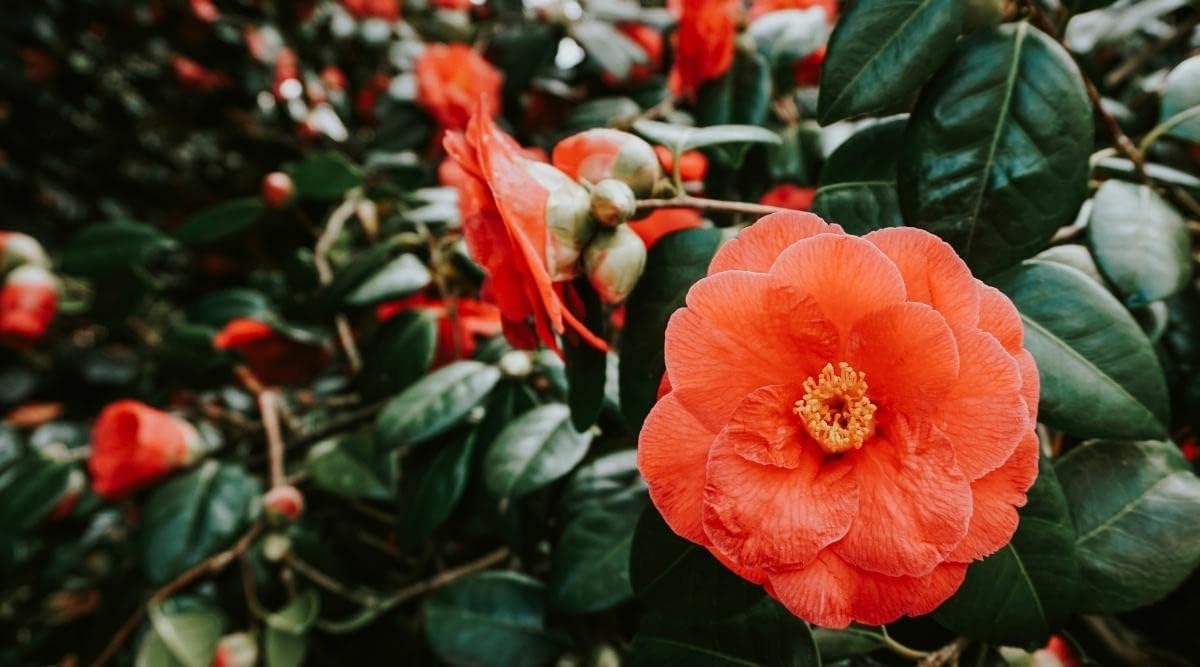 Light Orange Camellia Flower seeds for Planting - Perfect for Borders, Heirloom & GMO Free Seeds for Home Garden
Sale seeds for planting in home garden