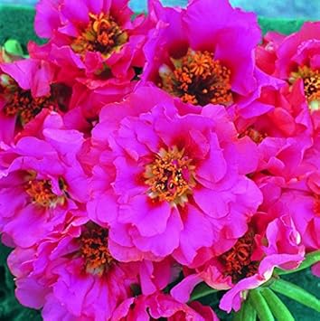 Pink Portulaca Rose Flower seeds for Planting - Vibrant Colors, Heirloom & GMO Free Seeds for Home Garden
Sale for planting in home garden