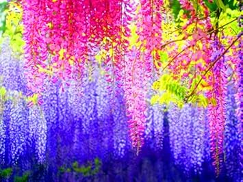 Pink Blue Wisteria Flower seeds for Planting Vibrant Colors Heirloom & GMO Free Seeds for Home Garden
Sale seeds for home garden planting