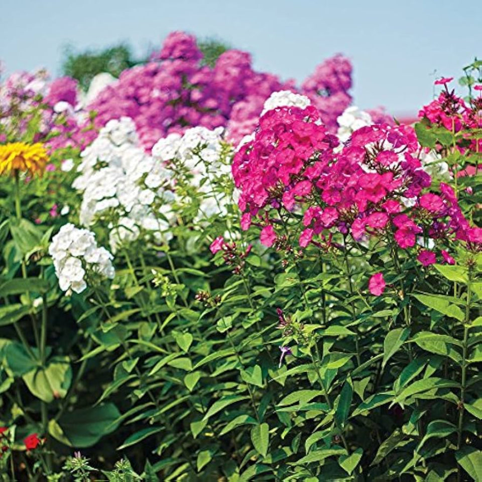 Phlox Seeds – Brilliant Mix Annual Blooms