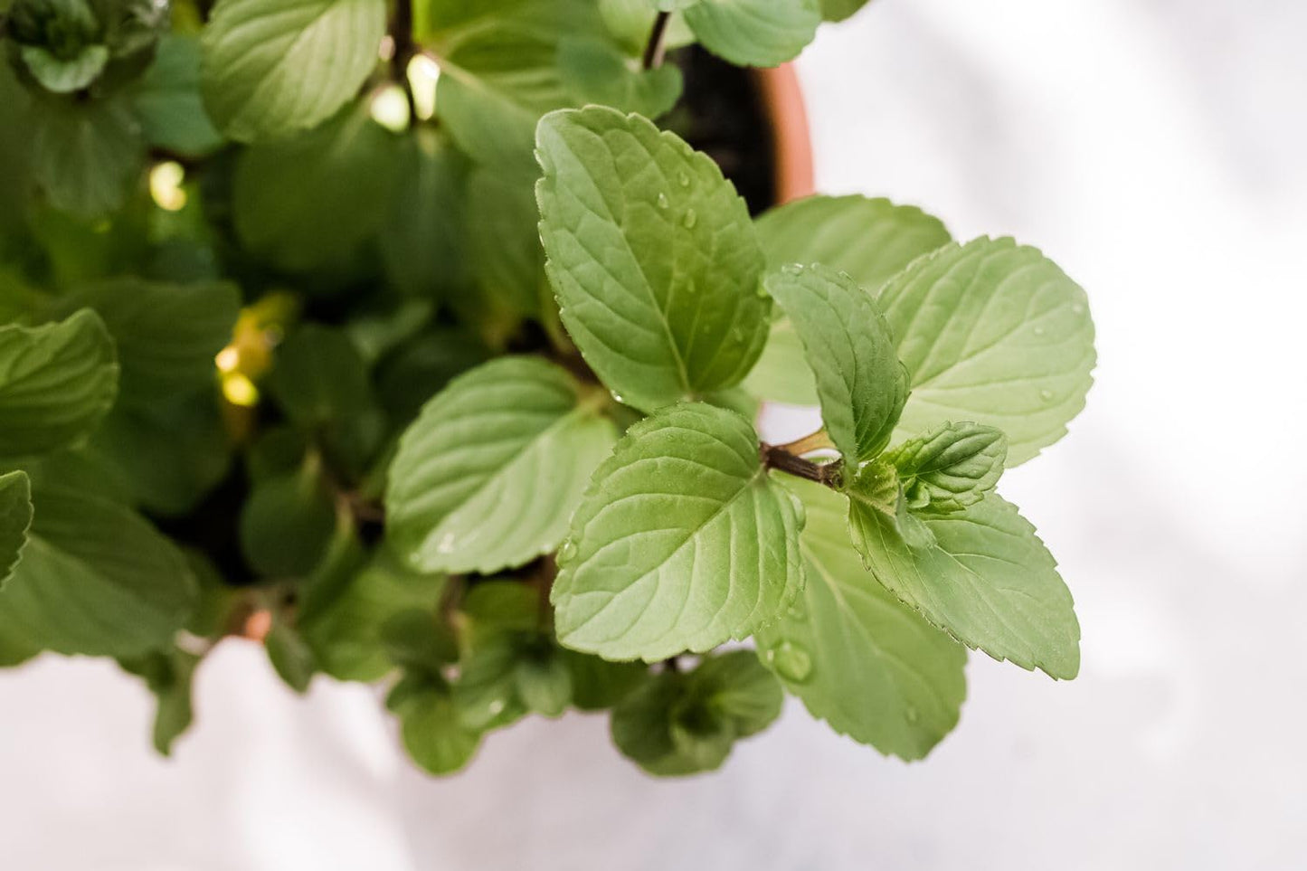 Semi di erbe alla menta e cioccolato