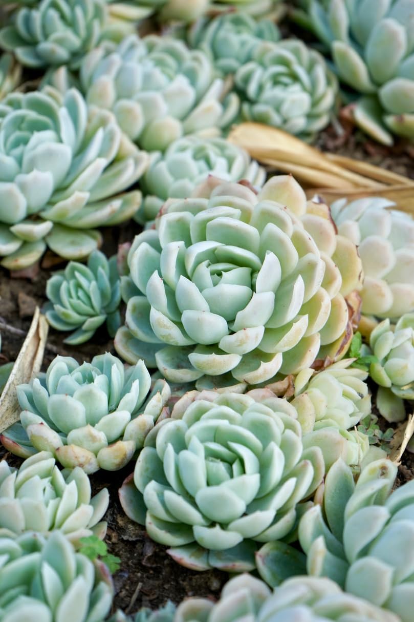 Heirloom Echeveria Flower seeds for Planting Compact Gr