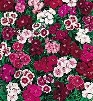 Mixed Wee Willie Dianthus Flower seeds for Planting - Colorful Display, Heirloom & GMO Free Seeds for Home Garden
Sale for planting in home garden.