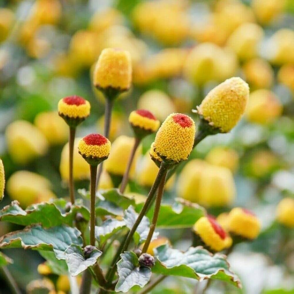 Acmella Oleracea Flower Seeds