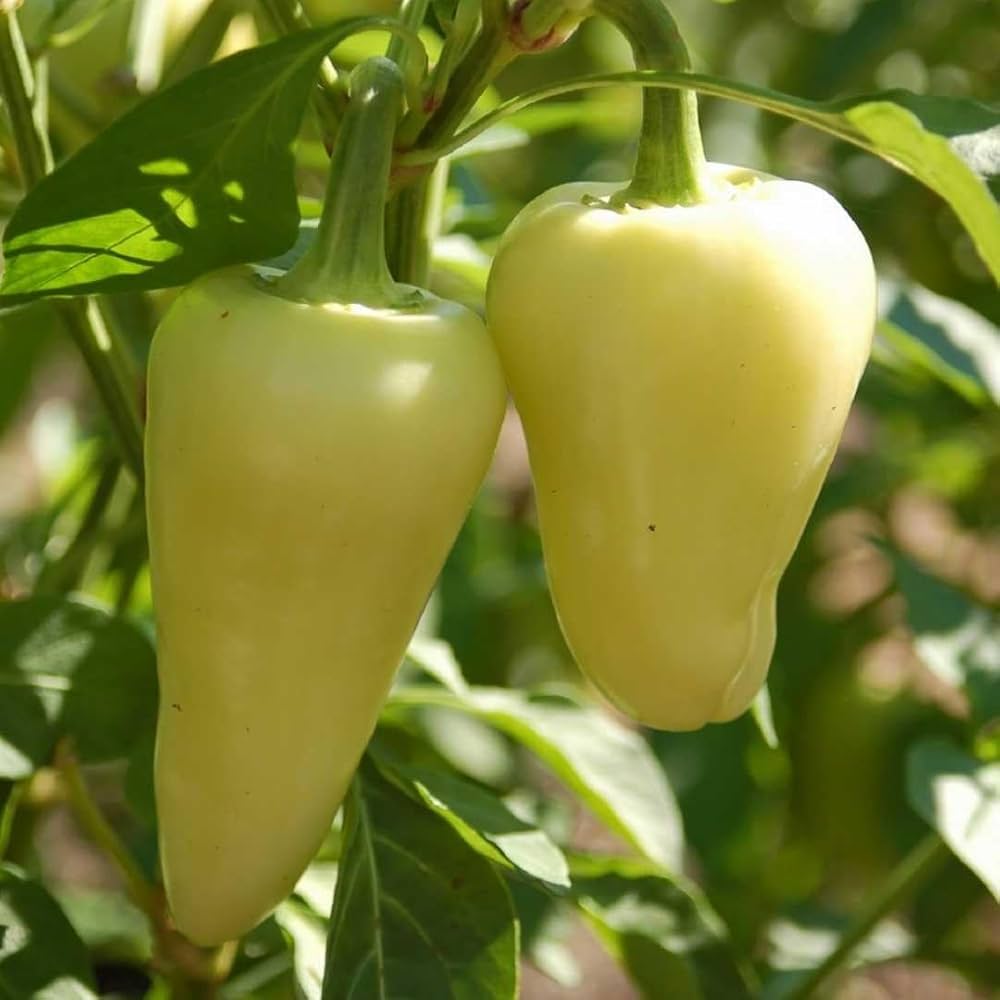 Szegedi Giant Sweet Hungarian Paprika Vegetable Seeds