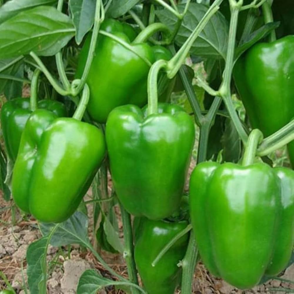 Paprika-Gemüsesamen