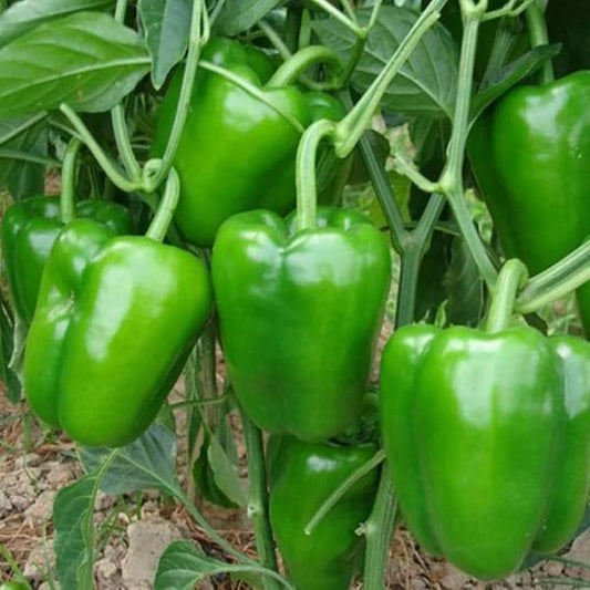Bell Pepper Vegetable Seeds – Heirloom, Non-GMO, Easy to Grow