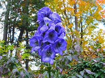 Blue Monkshood Flower seeds for Planting - Colorful Display, Heirloom & GMO Free Seeds for Home Garden
Sale for planting in home garden.