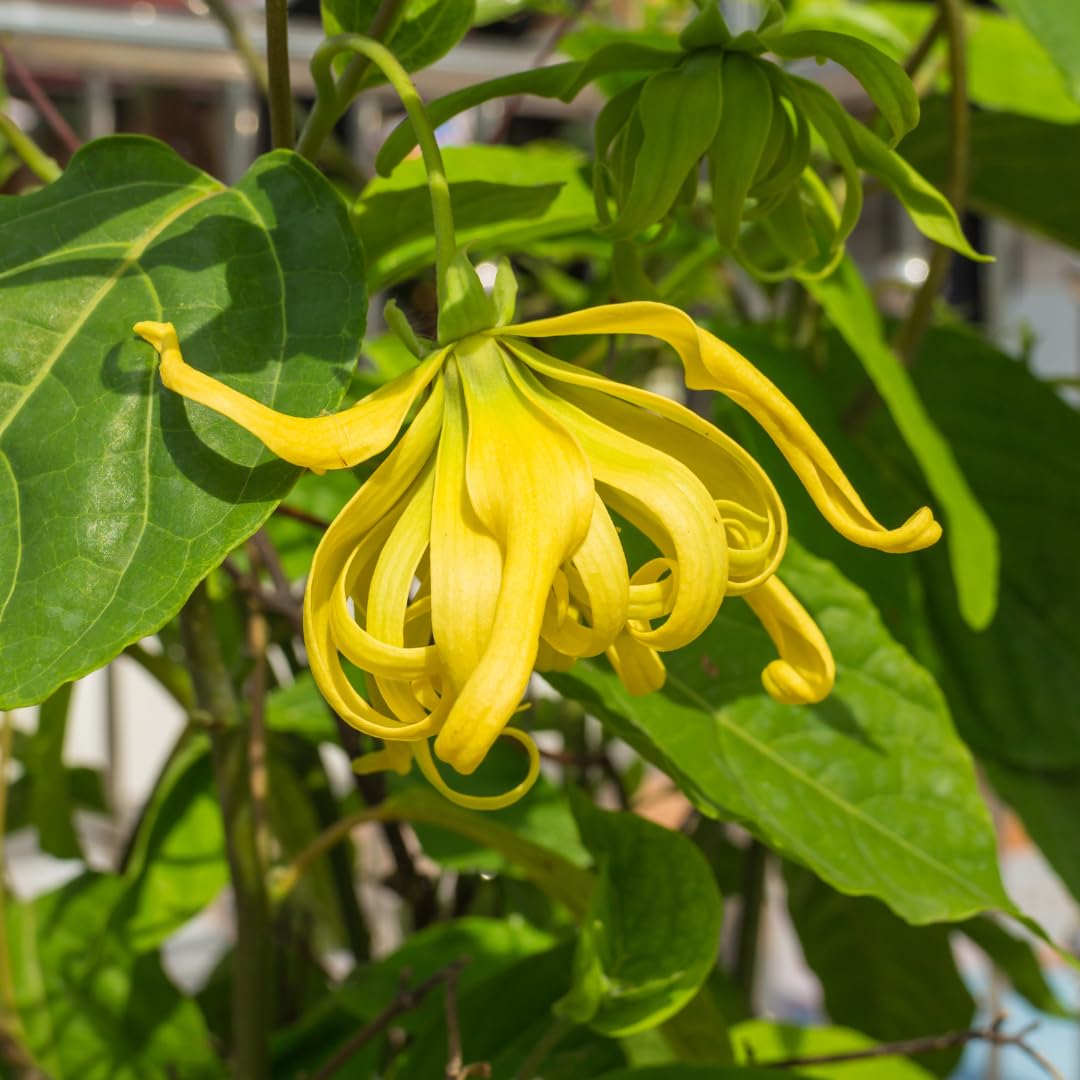 Odorata Flower seeds for Planting - Cut Flower Favorite, Heirloom & GMO Free Seeds for Home Garden
Sale for planting in home garden.