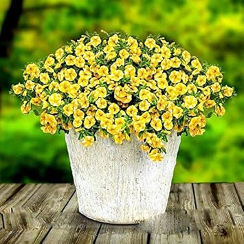 Yellow Superbells Calibrachoa Flower seeds for Planting - Cut Flower Favorite, Heirloom & GMO Free Seeds for Home Garden
Sale for planting in home garden