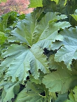 Gunnera Manicata Flower seeds for Planting Shade Tolerant Heirloom & GMO Free Seeds for Home Garden
Sale for planting in home garden