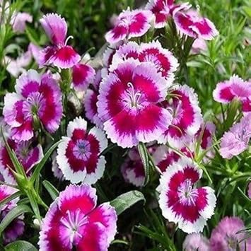 White Pink Dianthus Barbatus Flower seeds for Planting Seasonal Bloomer Heirloom & GMO Free Seeds for Home Garden
Sale seeds for home garden planting