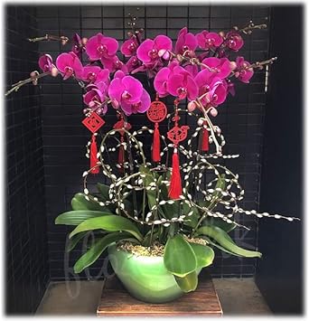 Pink Butterfly Orchid Flower seeds for Planting - Fragrant Blossoms, Heirloom & GMO Free Seeds for Home Garden
Sale for planting in home garden.
