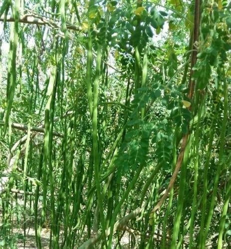 Moringa Oleifera Drumstick Vegetable Seeds