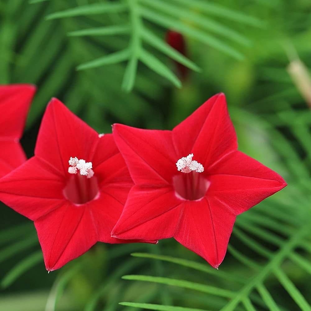 Cardinal Climber Flower Seeds