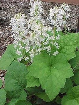 White Tiarella Wherryi Flower seeds for Planting - Low Maintenance, Heirloom & GMO Free Seeds for Home Garden
Sale for planting in home garden