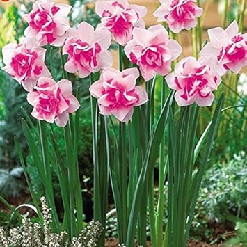Pink Daffodils Flower seeds for Planting - Long Bloom Season, Heirloom & GMO Free Seeds for Home Garden
Sale for planting in home garden
