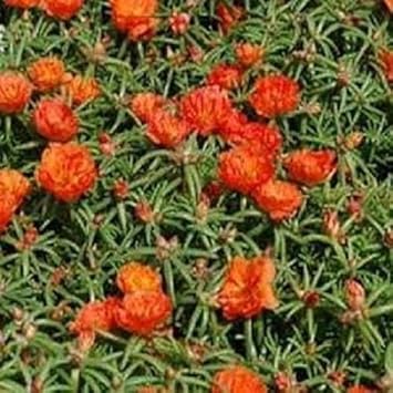 Orange Portulaca Flower seeds for Planting - Bright Blooms, Heirloom & GMO Free Seeds for Home Garden
Sale for planting in home garden