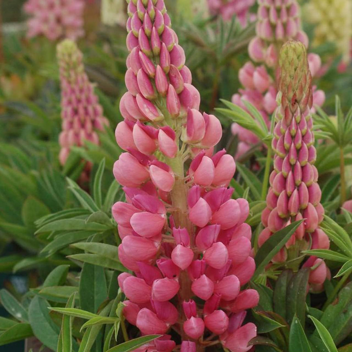 Light Pink Lupine Flower seeds for Planting - Drought Tolerant, Heirloom & GMO Free Seeds for Home Garden
Sale seeds for planting in home garden