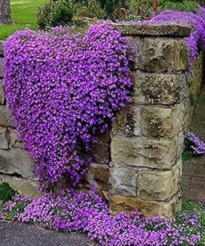 Purple Cress Flower seeds for Planting - Colorful Display, Heirloom & GMO Free Seeds for Home Garden
Sale for planting in home garden