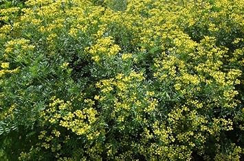 Heirloom Semi Erbe Flower seeds for Planting Drought Tolerant Heirloom & GMO Free Seeds for Home Garden
Sale for planting in home garden