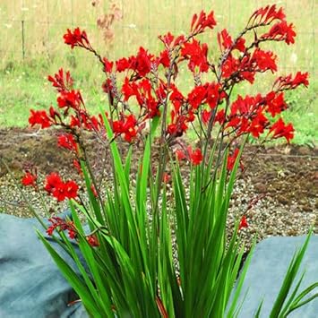 Heirloom Crocosmia Flower seeds for Planting Low Maintenance Heirloom & GMO Free Seeds for Home Garden
Sale for planting in home garden
