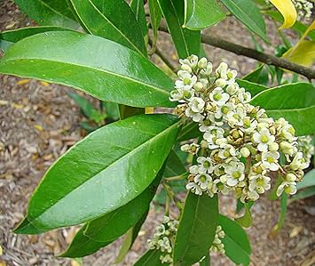 Ilex Paraguayensis Flower seeds for Planting - Sun Loving, Heirloom & GMO Free Seeds for Home Garden
Sale seeds for planting in home garden