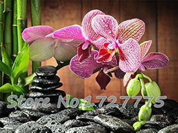 Pink Doritaenopsis Flower seeds for Planting - Easy to Grow, Heirloom & GMO Free Seeds for Home Garden
Sale for planting in home garden.