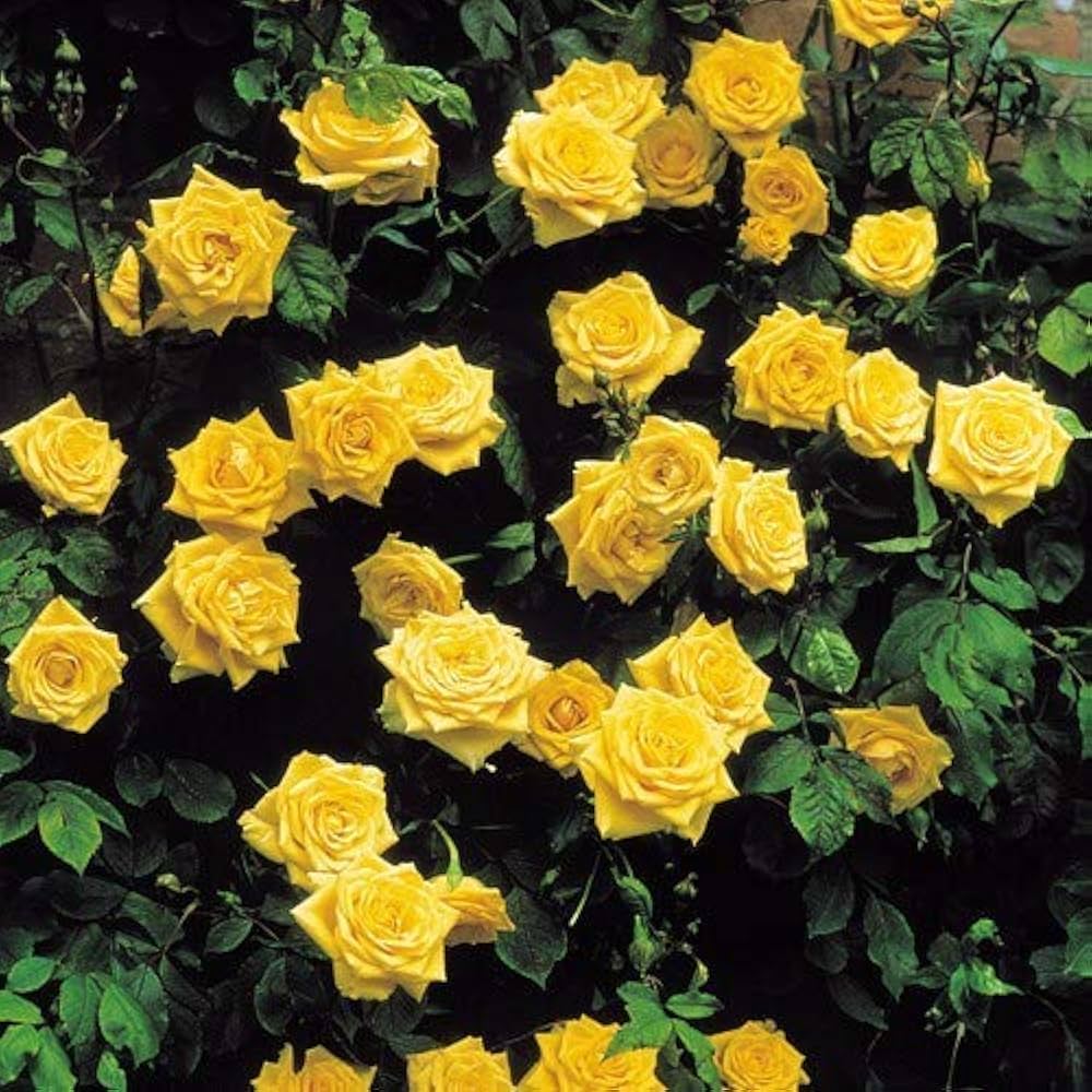 Climbing Golden Showers Rose - Bright Yellow Climbing Rose Bush for Your Garden