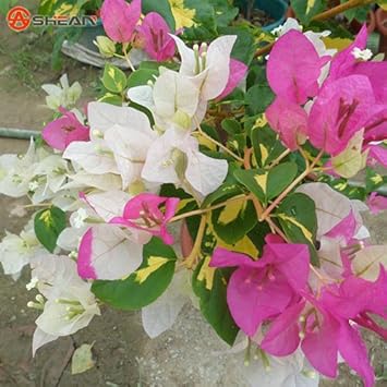 Mixed Bougainvillea Flower seeds for Planting - Garden Favorite, Heirloom & GMO Free Seeds for Home Garden
Sale for planting in home garden