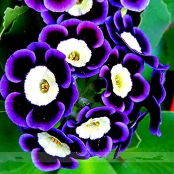 Blue Black Phantom Flower seeds for Planting - Cut Flower Favorite, Heirloom & GMO Free Seeds for Home Garden
Sale for planting in home garden