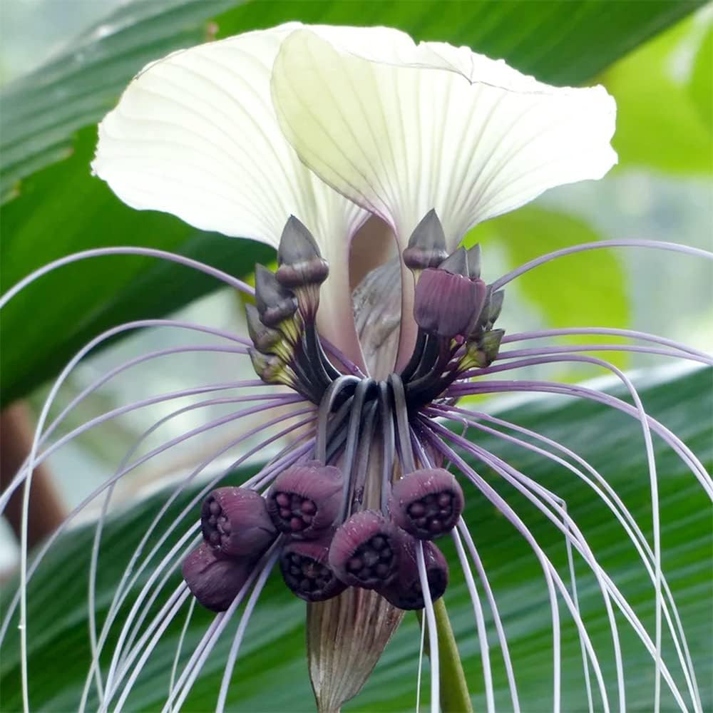 bat flower seeds White Bat Flower (Tacca Integrifolia) Seeds for Planting – Heirloom, N – Pure Asia Seeds