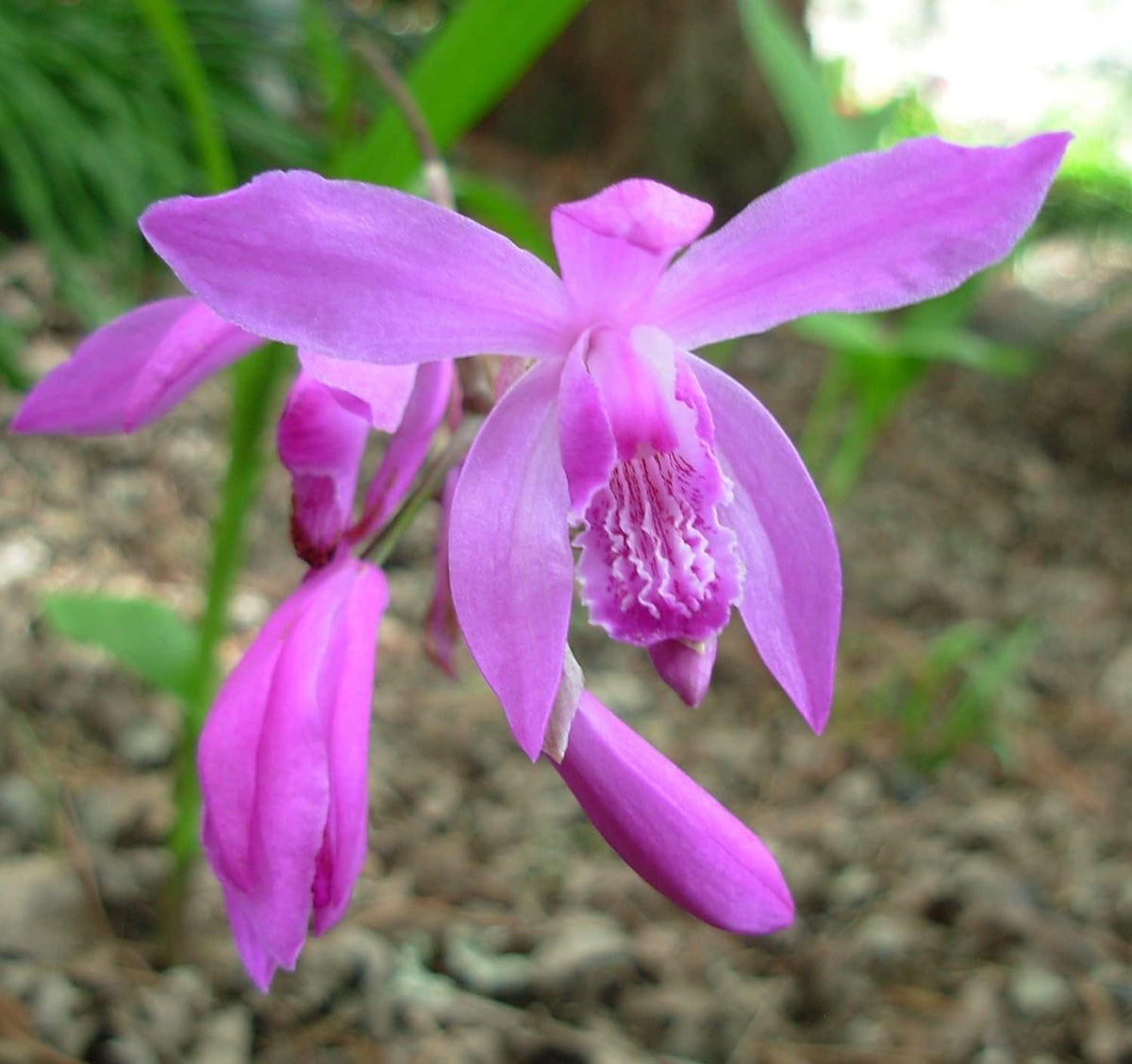 Bletilla Striata Flower seeds for Planting Colorful Display Heirloom & GMO Free Seeds for Home Garden
Sale seeds for home garden planting