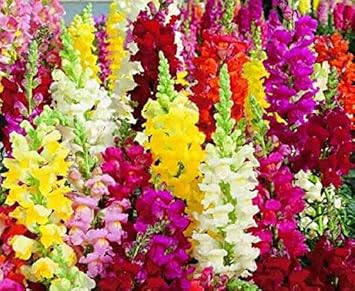 Mixed Snapdragon Flower seeds for Planting - Easy to Grow, Heirloom & GMO Free Seeds for Home Garden
Sale for planting in home garden.