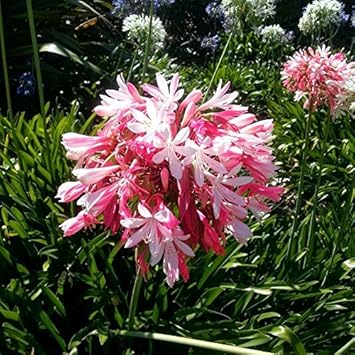 Pink Agapanthus Flower seeds for Planting - Vibrant Colors, Heirloom & GMO Free Seeds for Home Garden
Sale seeds for planting in home garden