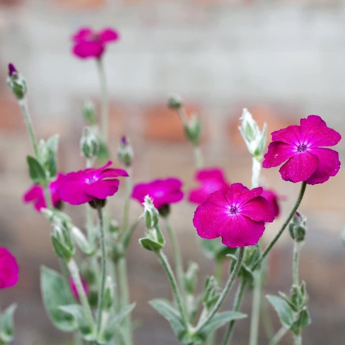 Rose Campion Flower Seeds