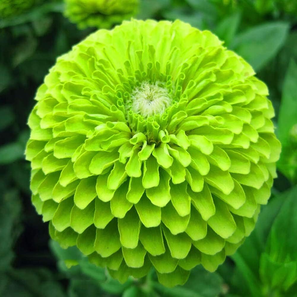 Semillas de flores de zinnia verde