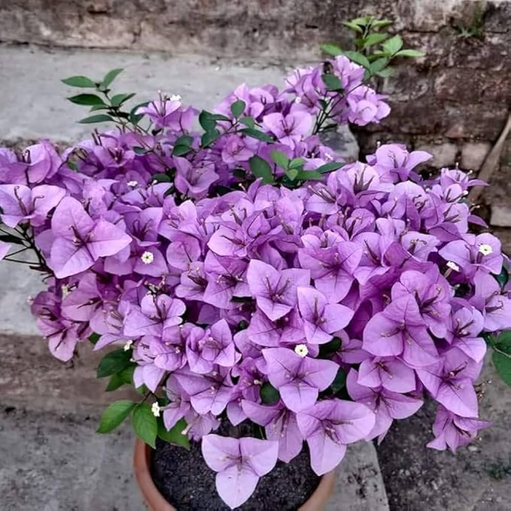 Climbing Bougainvillea Flower seeds for Planting - Low Maintenance, Heirloom & GMO Free Seeds for Home Garden