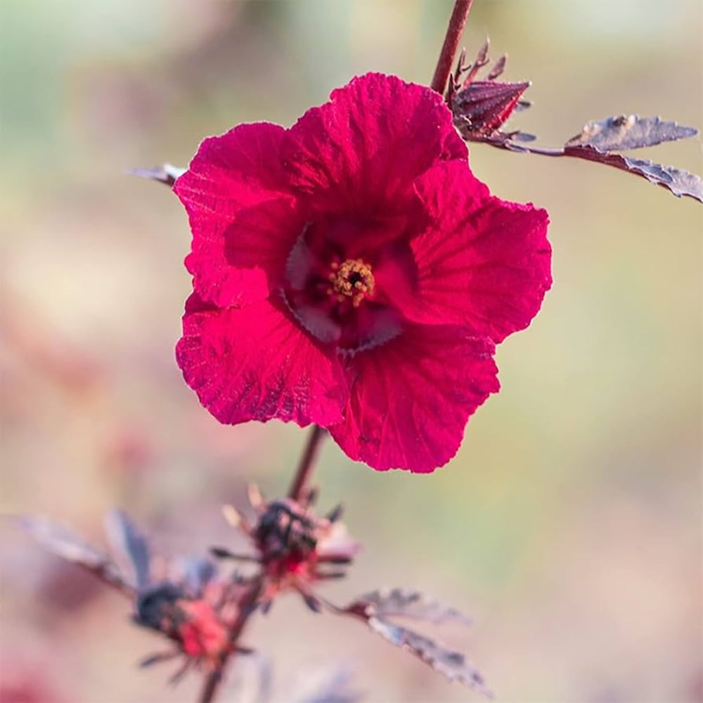 Cranberry Hibiscus Flower Seeds