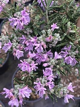 Pink Rosemary Flower seeds for Planting - Long Bloom Season, Heirloom & GMO Free Seeds for Home Garden
Sale for planting in home garden.