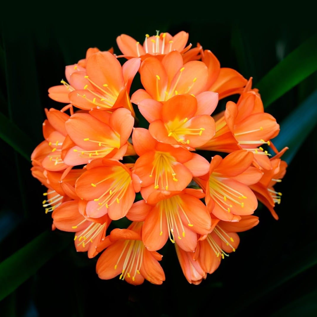 Kaffir Lily Flower Seeds