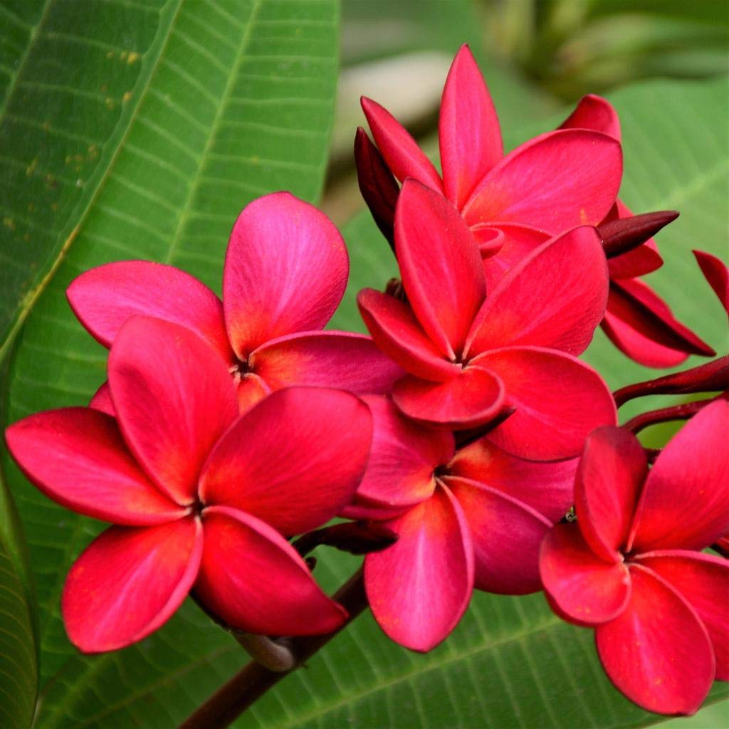 Red Plumeria Flower Seeds