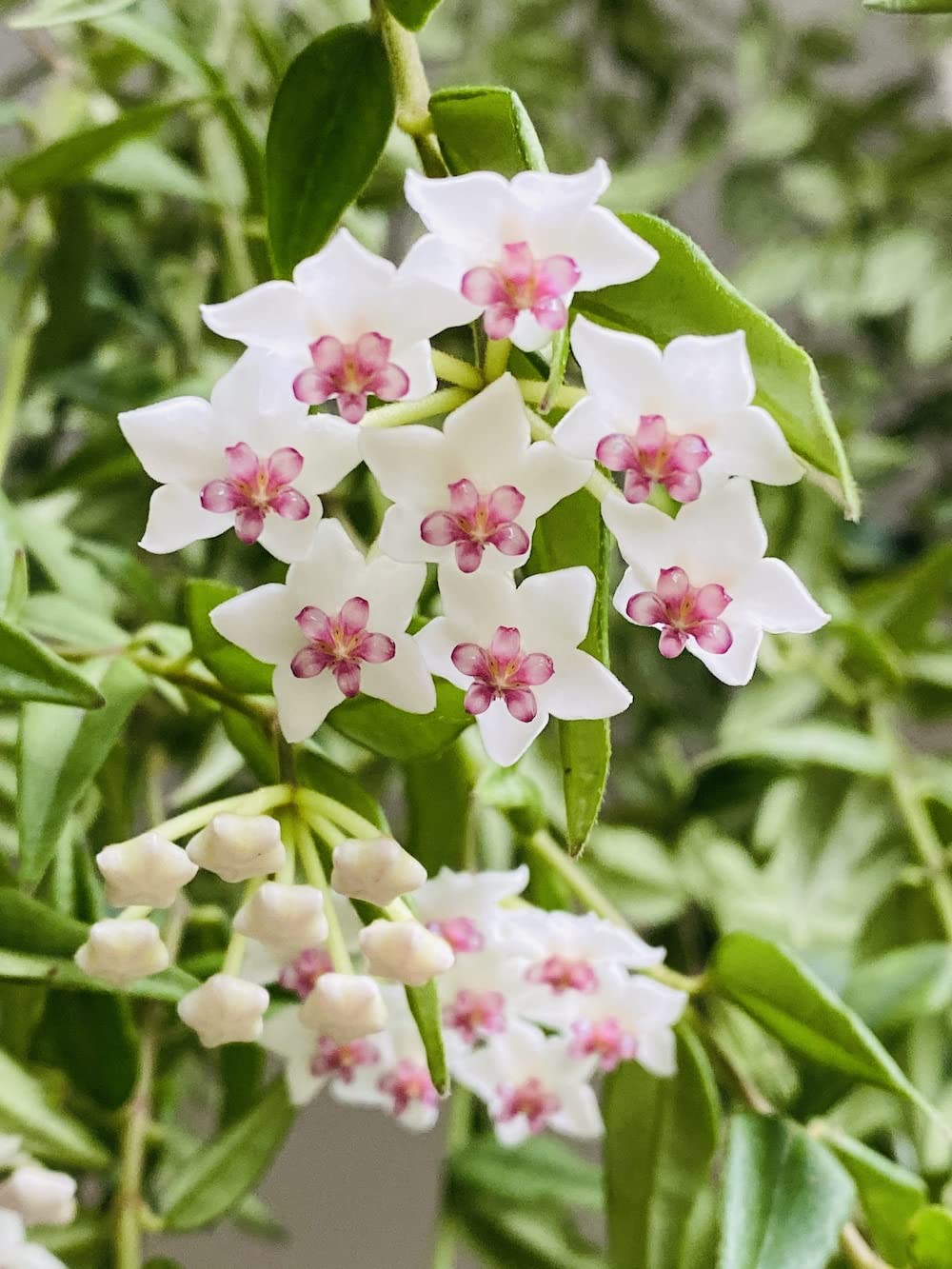 Hoya Carnosa Flower Seeds